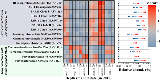 Heatmap of mixed layer indicator taxa correlated with DOM degradation state. The x-axis of the heatmap refers to both collection depth and date in 2018. Only shown are those amplicon sequence variants (ASVs) with significant correlations with the total dissolved amino acid-based degradation index. Taxa names are shaded differently to reflect whether taxa were positively or negatively correlated with the dissolved organic matter (DOM) degradation state. The dot plot to the right corresponds to the range of ASV relative abundances associated with the identified taxa for each collection depth and date. The colors in the dot plot reflect the z-score values shown in the heatmap.