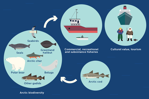 Schematic representing the ecosystem services supported by Arctic cod. Ecosystem services supported by Arctic cod are related to their role in maintaining biodiversity.