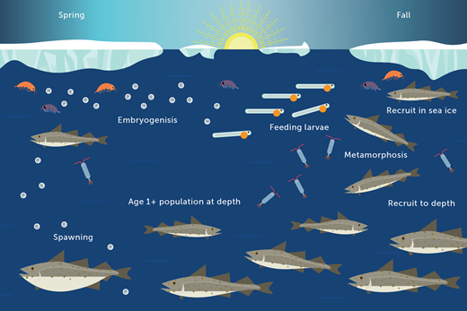 The life cycle of Arctic cod in Arctic seas over a full year. Spawning occurs between September and April. The positively buoyant eggs rise to the surface, generally in ice-covered waters. The temperature-dependent embryogenesis lasts 29–79 days. Hatching occurs between January and July. The larvae hatch with a large yolk sac, which completely resorbs after 18–28 days depending on temperature. Exogenous feeding can start before complete yolk sac resorption. Newly hatched larvae feed mostly on copepod eggs and nauplii, whereas late-stage larvae also prey on copepodites and various zooplankton prey. Metamorphosis into juveniles occurs when individuals reach approximately 30 mm standard length. Juveniles continue to feed in surface waters until reaching 30–55 mm, and, in the fall, they either recruit in the sea ice or descend deeper in the water column to spend the winter. Adults (age-1+) found at depth segregate vertically by size, with smaller individuals at shallower depths than larger individuals.
