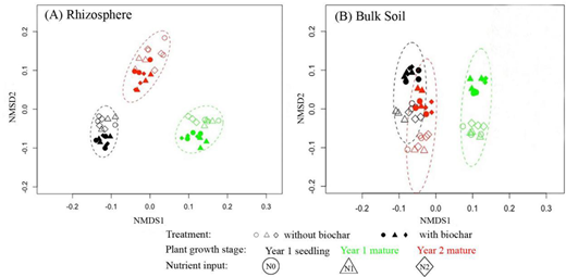 Nonmetric multidimensional scaling ordination of Bray–Curtis distance between bacterial communities, showing differences across treatments with biochar and without biochar in both rhizosphere (A) and bulk soils (B). The hollow circles/diamonds/triangles represent treatments without biochar: N0 = control, N1 = 0.23-g kg−1 urea, and N2 = 0.46-g kg−1 urea; the solid circles/diamonds/triangles represent treatments with 3% biochar: N0C2 = 30-g kg−1 biochar, N1C2 = 0.23-g kg−1 urea + 30-g kg−1 biochar, and N2C2 = 0.46-g kg−1 urea + 30-g kg−1 biochar. Colors represent plant growth stage.