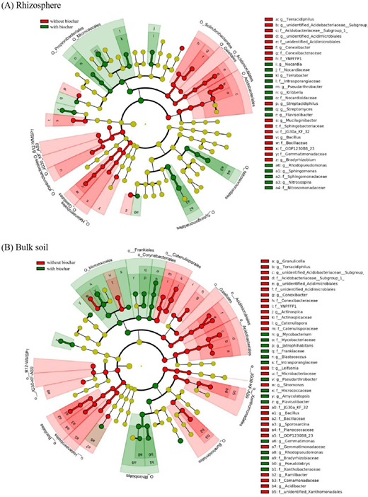 Linear discriminant analysis effect size (LEfSe) during the Year 2 mature stage: (A) rhizosphere; (B) bulk soil. “With biochar” indicates treatments receiving 3% biochar inputs.