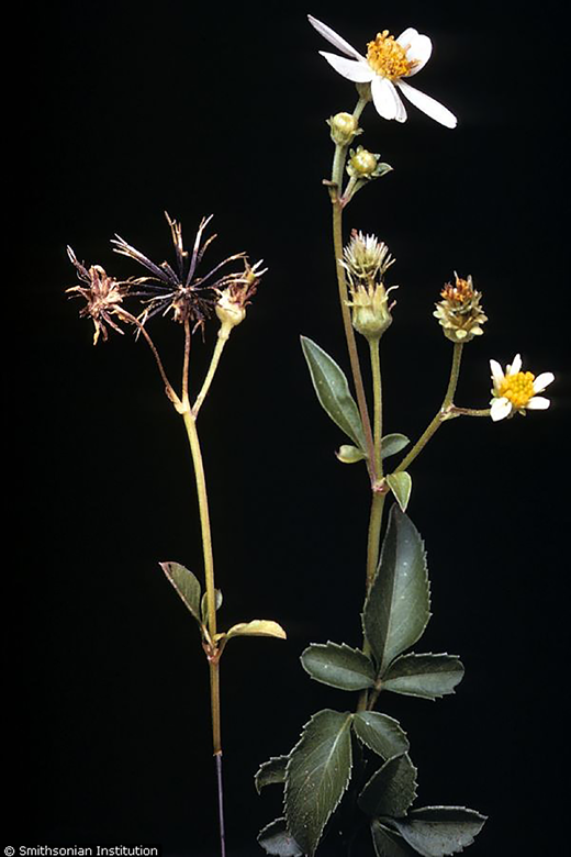 Cobblers pegs, Bidens pilosa (U.S. Department of Agriculture Natural Resources Conservation Service [USDA NRCS], 2022). Cobblers pegs is a member of the Asteraceae family, native to South America, and a quelite with uses beyond its nutritional value.