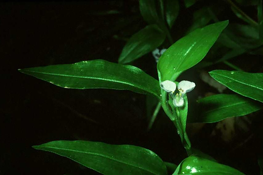 Climbing dayflower, Commelina diffusa (USDA NRCS, 2022). Climbing dayflower is a quelite widely used in North America and the Caribbean.