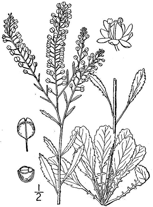 Virginia pepperweed, Lepidium virginicum (USDA NRCS, 2022). Virginia pepperweed is one of the most popular quelites in Mexico and Puerto Rico.