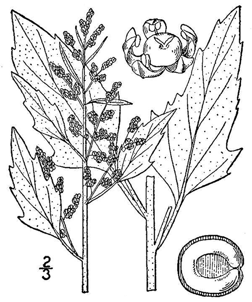 The common lambsquarters, Chenopodium album (USDA NRCS, 2022). Amaranthaceae, such as lambsquarters, have a long pre-Columbian history as sources of food throughout the American continent.