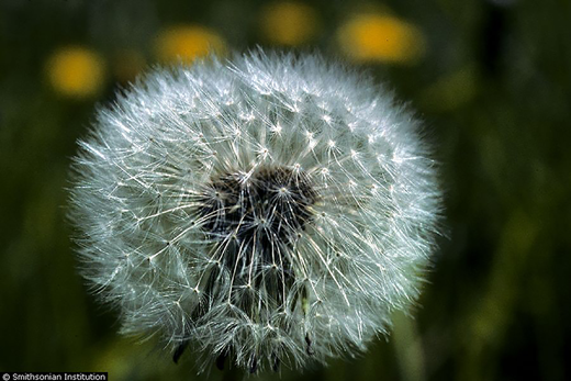 Dandelion, Taraxacum officinale (USDA NRCS, 2022). The dandelion is one of the few quelites whose edible use is known in a broad cross section of society.