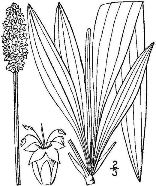 Plantago lanceolata (USDA NRCS, 2022).