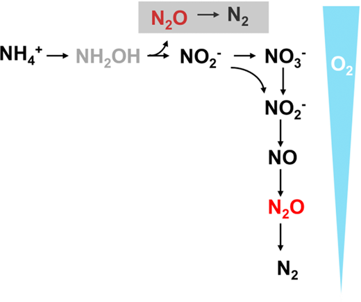 Production pathways of N2O with nitrification taking place aerobically and denitrification under oxygen depletion. A new way of N2O consumption via reduction has been identified as having the potential to take place in oxic surface waters (grey box).