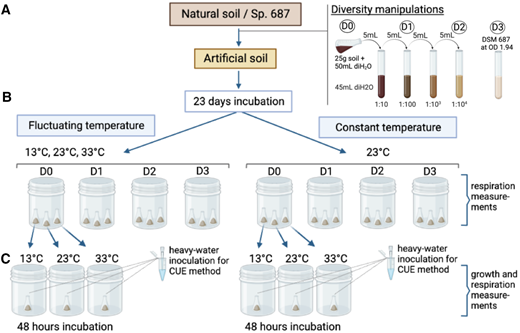 Experimental design. The microbial diversity manipulation of the soil suspension was performed to obtain D0, D1, and D2 inocula, while Streptomyces sp. DSM 687 was used for D3 treatment (A). The microbial communities obtained with the diversity manipulations were inoculated into a model soil with 5× TSB media and incubated for 23 days under 2 temperature regimes (B). Growth and respiration were measured after 48 h of incubation at all temperatures (C). TSB = tryptic soy broth.