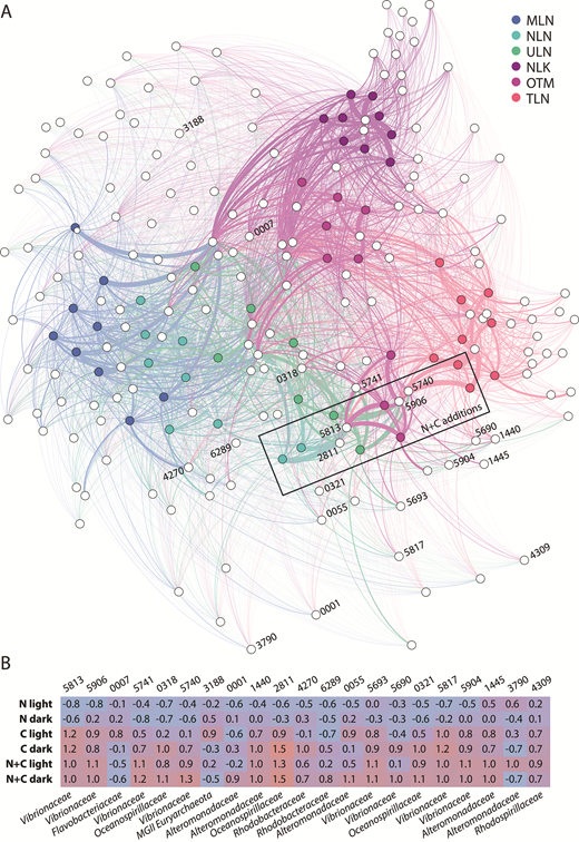 Minimum entropy decomposition (MED) of microbial communities across lakes and experimental treatments. (A) Network diagram of samples from different lakes (shown as colored circles) and MED nodes (white circles). Lakes are Mekeald (MLN), Ngeruktabel (NLN), Uet era Ngchas (ULN), Ngermeuangel (NLK), Ongeim’l Tketau (OTM), and T Lake (TLN). Samples are connected via MED nodes that contribute to the composition of each sample: thicker lines between nodes and samples indicate a greater contribution to those samples; multiple lines emerging from a node are indicative of contributions to multiple samples. Combined nitrogen and carbon (N+C) treatments from several lakes are enclosed by the rectangle, and strongly responding MED nodes are numbered as in panel B. (B) Heat table of Cohen’s d effect sizes for 21 nodes responding strongly to biogeochemical perturbation. Different nodes are numbered at top, phylogenetic information is shown at the bottom (at the family level), and different treatments are shown on the left.