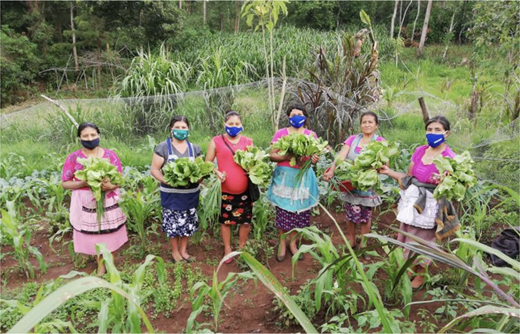 Xinka women working in the huertos familiares mixtos (communal family gardens) (Santa María Xalapán, 2021, AMISMAXAJ).