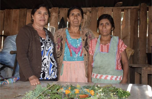 Xinka women of AMISMAXAJ teach about the usage of traditional medicinal plants (Santa María Xalapán, 2019, AMISMAXAJ).