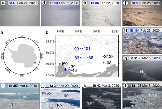 Map of the study area with photographs of ice conditions on the sampling dates. (a) Location of the study area (black square), (b) enlarged to show sampling stations for old ice floes and brash ice (blue triangles and font) and newly formed ice (black open circles and font) near the Totten Ice Shelf (TIS) and Moscow University Ice Shelf (MUIS), and photographs of ice conditions at (c–g) old brash ice stations and (h–l) newly formed ice stations. In panels (h–l), types of sea ice are nilas (N), brash sea ice (B), young ice (Y), pancake ice (P), grease ice (G), first-year ice (FYI), old ice (OI, second-year or multiyear ice), and fast ice (FI).
