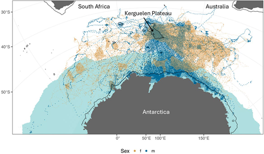 Map of the 61,703 daily location estimates for post-moulting southern elephant seals. Brown dots represent females and blue dots, males. Also shown are the 50% kernel density isopleths for each sex. Black contour lines indicate the 1000 m bathymetric contour. The light, blue-shaded region represents the mean maximum ice extent for the 20 years of the study. Modified from Hindell et al. (2022).