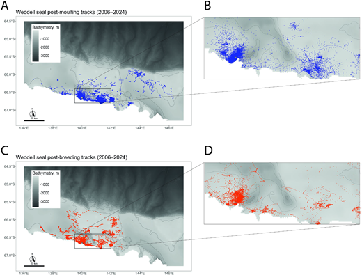 Map of the 39,300 daily location estimates for tracks from post-moulting and post-breeding Weddell seals. Tracks from (A) post-moulting seals (30 females and 10 males: total of 85,823 dives and 25,015 estimated positions), with inset enlarged in (B), and from (C) post-breeding seals (31 females and 6 males; total of 17,308 dives and 14,285 estimated positions), with inset enlarged in (D). These Weddell seals were equipped with conductivity-temperature-depth miniaturised satellite-relayed data loggers at Dumont d’Urville in Terre Adélie from 2006 to 2024.