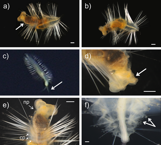 Representative live images of the pelagic annelid Swima bombiviridis, specimen SIO-BIC A13750. Whole body post-collection (a) dorsal view with the unpigmented anterior gut indicated and (b) ventral view. (c) Palps visible in situ, ROV Odysseus Dive 33 at 3,532 m depth. Detailed post-collection dorsal views showing: (d) the median subulate branchia, (e) a nephridiopore papillus (np) and representative clavate papillae (cp), and (f) representative lollipop-shaped papillae on the posterior segments. Scale bars: 1 mm (a, b, d, e), 0.1 mm (f).
