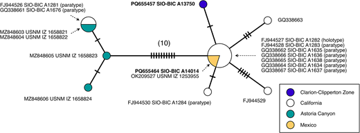Haplotype network of genetic connectivity across geography for Swima bombiviridis. Each circle represents a unique mitochondrial cytochrome c oxidase subunit I sequence of 587 bases, and each tick mark on a connecting line represents one nucleotide difference between the connected sequences. The size of each circle is proportional to the number of specimens sharing that sequence. Color-coding indicates the geographic locality of each specimen. GenBank numbers of all sequences and voucher catalog numbers, if available, are listed. New sequences from this work are shown in bold.