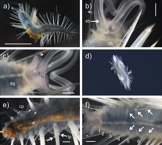 Representative live images of the pelagic annelid Swima fulgida, specimen SIO-BIC A13752. Post-collection (a) ventral view of the whole body; (b) detailed dorsal view of the anterior with the median subulate branchia (sb), digitiform branchiae (db), and palps (p) indicated; and (c) detailed ventral view of the anterior with the darkly pigmented anterior gut (ag) and lateral lips (li) indicated. (d) Live animal in situ, ROV Odysseus Dive 36 at 3,443 m depth. Detailed post-collection views of (e) the dorsal posterior with representative clavate papillae (cp) and lollipop-shaped papillae (lp) indicated and (f) the ventral anterior with gonads indicated at the posterior margins of chaetigers 4–6 (numbered). Scale bars: 1 cm (a), 1 mm (b, c, f), 0.5 mm (e).