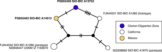 Haplotype network of genetic connectivity across geography for Swima fulgida. Each circle represents a unique mitochondrial cytochrome c oxidase subunit I sequence of 614 bases, and each tick mark on a connecting line represents one nucleotide difference between the connected sequences. The size of each circle is proportional to the number of specimens sharing that sequence. Color-coding indicates the geographic locality of each specimen. GenBank numbers of all sequences and voucher catalog numbers, if available, are listed. New sequences from this work are shown in bold.