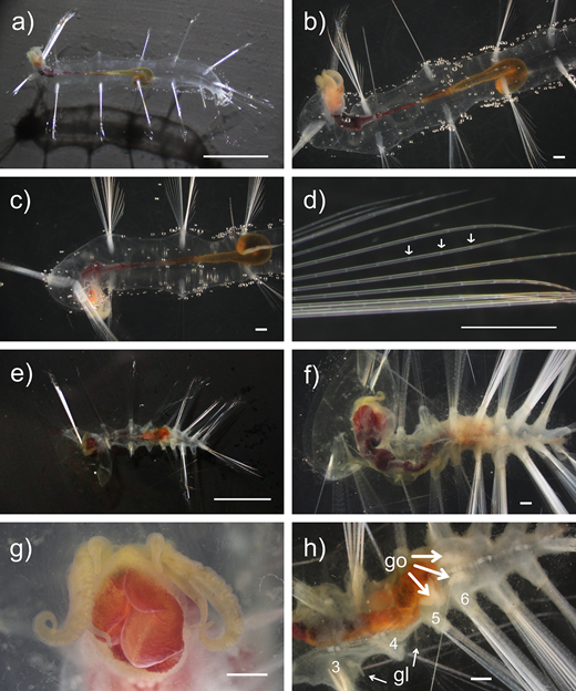 Representative live images of the pelagic annelid Flota sp. KJO-2008, post-collection. Specimen SIO-BIC A13753 from ROV Odysseus Dive 36 at 3,466 m depth: (a) ventral view of the whole body, (b) detailed ventral view of the anterior, (c) detailed dorsal view of the anterior, and (d) notochaetae of chaetiger 3 with representative articulations indicated. Specimen SIO-BIC A13754 from ROV Odysseus Dive 36 at 3,459 m depth: (e) ventral view of the whole body, (f) detailed dorsal view, (g) detail of the mouth in ventral view, and (h) detailed ventral view indicating the gonopodial lobes (gl) on chaetigers 3 and 4 (numbered) and possible gonads (go) within chaetigers 5 and 6. Scale bars: 1 cm (a, e), 1 mm (b–d, f–h).