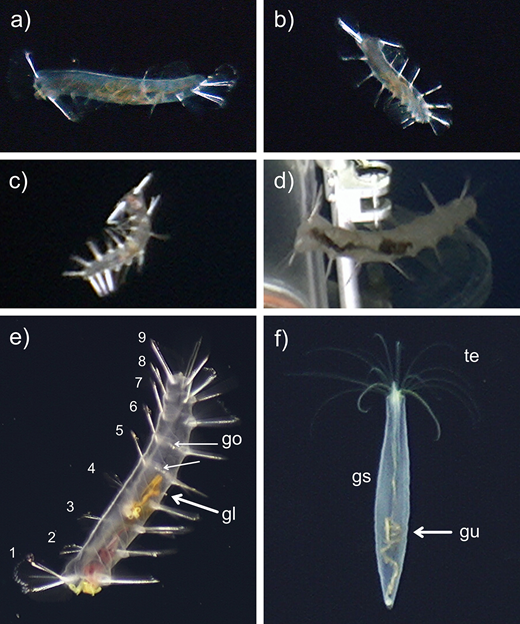 Representative in situ images of the pelagic annelids Flota sp. KJO-2008 and Poeobius meseres.