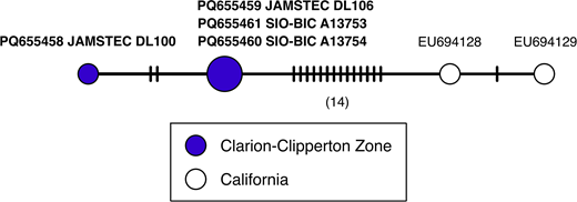 Haplotype network of genetic connectivity across geography for Flota sp. KJO-2008. Each circle represents a unique mitochondrial cytochrome c oxidase subunit I sequence of 610 bases, and each tick mark on a connecting line represents one nucleotide difference between the connected sequences. The size of each circle is proportional to the number of specimens sharing that sequence. Color-coding indicates the geographic locality of each specimen. GenBank numbers of all sequences and voucher catalog numbers, if available, are listed. New sequences from this work are shown in bold.