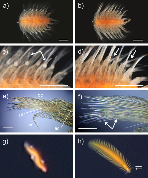 Representative images of pelagic annelids within Lopadorrhynchidae. Pelagobia sp. indet., incomplete specimen SIO-BIC A13759 from ROV Odysseus Dive 38 at 708 m depth, post-collection: (a) dorsal view; (b) ventral view; (c) detailed dorsal view with dorsal parapodial cirri indicated; (d) detailed ventral view with ventral parapodial cirri indicated; (e) cross-section of a representative parapodium with the single acicula (ac) and the relative lengths of the dorsal parapodial cirrus (dc), ventral parapodial cirrus (vc), and parapodial lobe (pl) indicated; and (f) representative chaetae from the same parapodium, with arrows indicating the serrated blade (left) and smooth shaft (right) of a compound spiniger. (g) Same animal, alive in situ. (h) Lopadorrhynchidae gen. indet., in situ on ROV Odysseus Dive 32 at 810 m depth, not collected, with two pairs of cirri indicated on segment 2. Scale bars: 1 mm (a–d), 0.2 mm (e, f).