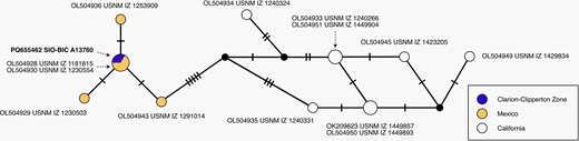 Haplotype network of genetic connectivity across geography for Tomopteris sp. USNM_IZ_1181815. Each circle represents a unique mitochondrial cytochrome c oxidase subunit I sequence of 530 bases, and each tick mark on a connecting line represents one nucleotide difference between the connected sequences. The size of each circle is proportional to the number of specimens sharing that sequence. Color-coding indicates the geographic locality of each specimen. Black connecting points indicate inferred sequences which were not observed but represent intermediate states between observed sequences. GenBank numbers of all sequences and voucher catalog numbers, if available, are listed. New sequences from this work are shown in bold.