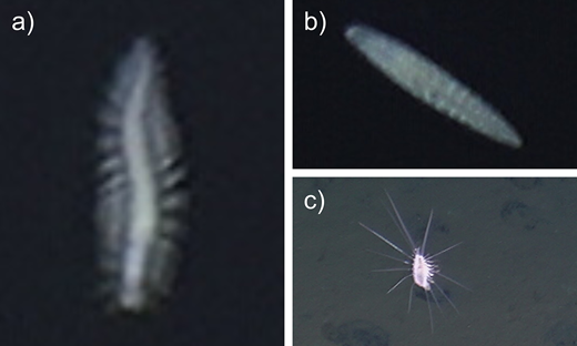 Representative in situ images of additional pelagic annelids, not collected. (a) Tomopteridae gen. indet. and (b) Typhloscolecidae gen. indet. on ROV Odysseus Dive 32 at 1,077 m depth. (c) Polynoidae gen. indet., within 1 m of the seafloor on ROV Odysseus Dive 37 at 4,232 m depth. This ROV was not equipped with a laser scaler and no background size reference was available, but typical adult body sizes for these taxa are 5 mm to several centimeters for Tomopteridae and Typholoscolecidae and 1–3 cm for Polynoidae (Jumars et al., 2015; Rouse et al., 2022).