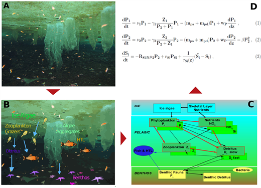 Figure 3. From observations to numerical models. . / The example given moves from a) Observed sea ice ecosystem (photo courtesy of Andrew Thurber, Oregon State University); to b) conceptual model of the sea ice-pelagic-benthic ecosystem; to c) schematic of a numerical sea ice-pelagic-benthic ecosystem model; and finally to d) numerical expressions (equations). HTL indicates higher trophic levels.