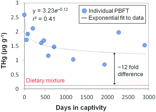 Figure 1. THg concentration (µg g-1) of PBFT white muscle tissue with respect to time in captivity. / Black line shows exponential fit to PBFT data. Red dotted line represents the weighted mean THg concentration of the dietary mixture.