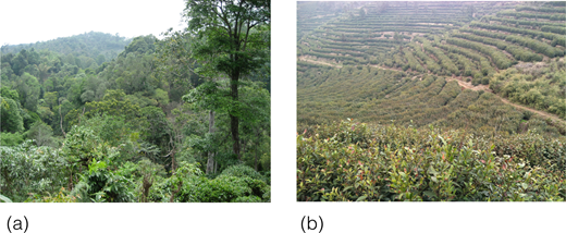 Figure 1. Diversification of agriculture for climate resilience. / Diversification of agriculture is a key strategy for climate-change resilient food systems and includes practices and strategies such as agro-forestry, crop rotations, mixed cropping, landscape mosaics, polycultures, and maintenance of diverse landraces. For example, surveys with tea farmers in southern Yunnan of China indicate that tea agro-forests (a) are more resilient to climate variability compared to monoculture terrace tea gardens (b).