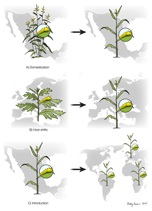 Figure 1. Insect herbivores can evolve to become pests under the following conditions. / A) Insect herbivores may be associated with the wild ancestor and shift to feed on the crop following domestication. Example: the stemboring caterpillar Diatraea grandiosella (Lepidoptera: Crambidae), previously associated with teosinte, Zea mays ssp. parviglumis, likely shifted onto maize Zea mays ssp. mays during domestication (Rosenthal and Dirzo, 1997; de Lange et al., 2014). B) Insects may host shift from their original host plant onto an introduced crop plant. Example: the European corn borer, Ostrinia nubilalis (Lepidoptera: Crambidae) shifted from feeding on mugwort (Artemisia vulgaris L.) and hop (Humulus lupulus L.) onto maize following its introduction into Europe in the 1500s (Bourguet et al., 2014). C) Insect herbivores associated with the crop plant can be introduced to other cropping regions around the world. Example: the cotton bollworm, Helicoverpa armigera and the corn earworm, H. zea (Lepidoptera: Noctuidae), both attack maize. H. armigera likely colonized the Americas ∼1.5–2 million years ago, and gave rise to the closely related H. zea, and the two species can successfully mate together (Behere et al., 2007). Both H. armigera and H. zea are maize pests in South America, after the recent introduction of the former; they are maize pests throughout the world, with Helicoverpa zea distributed throughout the Americas and H. armigera throughout Europe, Africa, Asia, Australia, and Oceania (http://www.cabi.org/isc/datasheet/26757, http://www.cabi.org/isc/datasheet/26776).