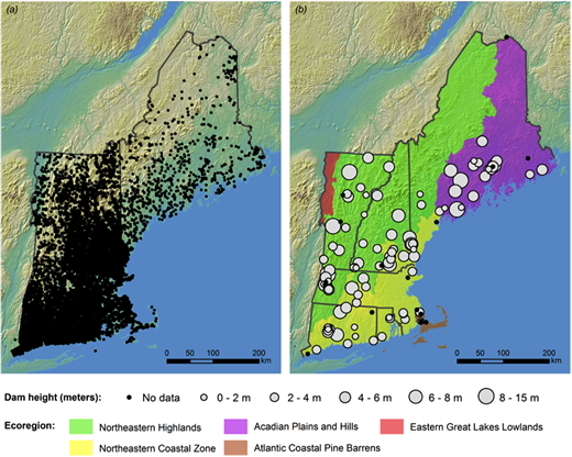Figure 1. Location map of existing and removed dams. / (A) All dams in New England, (B) Removed dams mapped by height and ecoregion.