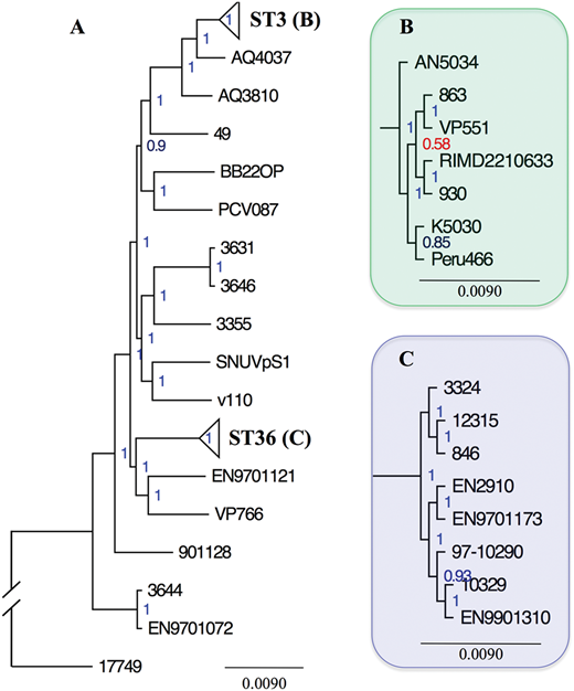 Figure 1. Phylogenic reconstruction of the 30 Vibrio parahaemolyticus genomes. / The tree (A) is based on a whole genome alignment. Collapsed clades, representing the ST3 and ST36 ecotypes, were expanded and highlighted in green (B) and purple (C) to illustrate the subclade diversity of both ecotypes. Node labels indicate support values associated with each clade. Nodes with strong support (> 0.80) were highlighted in blue while nodes with weak support (< 0.80) were highlighted in red. Branch lengths represent the average number of substitutions per site. The tree was rooted to a closely related Vibrio species (V. alginolyticus ATCC17749).