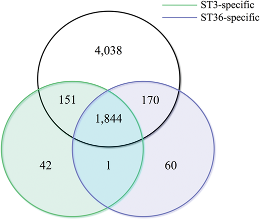 Figure 2. Venn diagram showing the distribution of orthologous proteins. / Orthologs found in all ST3 genomes (n = 7 genomes) highlighted in green while orthologs found in all ST36 genomes (n = 8 genomes) highlighted in purple. Diagram clearly illustrates the number of orthologs found exclusively in all ST3 (n = 42) and ST36 (n = 60) genomes.