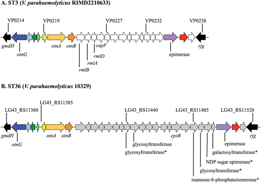 Figure 3. Map comparing capsular polysaccharide gene clusters in the ST3 (A) and ST36 (B) ecotypes. / Homologous genes are indicated by coordinating colors. Differences in gene content are indicated in white (ST3) and gray (ST36). Asterisks indicate genes encoding proteins with significant (e–20 cutoff) homology to putative virulence factors.