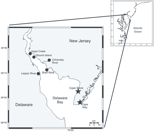 Figure 1. Map of Delaware Bay. / Sampling (circles) and deployment (stars) locations. Note that wild-set oysters of the 2007 year class were collected from the Cape Shore site for testing with 2007 hatchery-reared cohorts at both deployment sites.