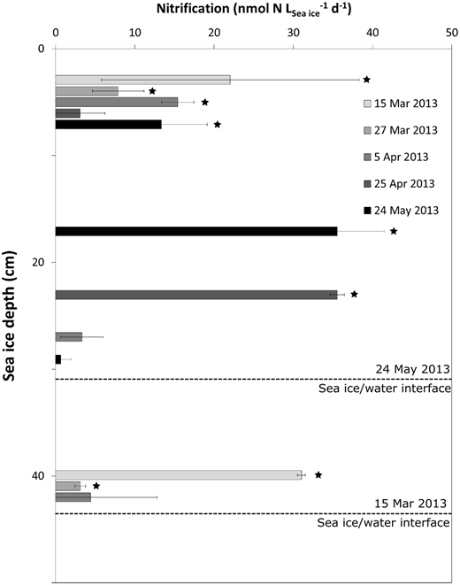 Figure 2. Potential rates of nitrification in sea ice sections. / The seasonal succession in potential rates of nitrification measured in Kanajorsuit Bay 2013, which includes samples from the upper and bottom 10 cm of the ice, while sections from the middle of the ice column were included from the middle of the season. Error bars represent S.D. (n = 5). Stars indicate rates significantly different from zero. Measurements clustered around sea ice depths of 5 cm and 40 cm are staggered for clarity; all measurements in those clusters were taken from 5 cm and 40 cm, respectively.