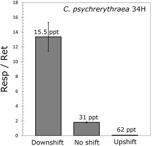 Figure 8. Respiration/retention ratios in Colwellia psychrerythraea 34H following a salinity shift. / Comparison of endpoint respiration/retention (Resp/Ret) values for laboratory suspensions of Colwellia psychrerythraea 34H following shifts (down, no, up) in salinity at –1°C. Incubation salinities (ppt) are given above each bar; the no-shift salinity is the salinity of the starting suspension. A Resp/Ret ratio of 1 implies equal respiration and retention of choline; Resp/Ret > 1 indicates more choline respired than retained; and Resp/Ret < 1 indicates more choline retained than respired. Error bars indicate S.D. of the mean (n = 4); where no bar is visible, it falls within the dimensions of the symbol for the mean.