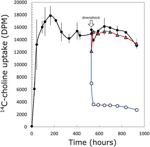 Figure 10. Recoverability of 14C-choline uptake as an osmotolerance mechanism in Colwellia psychrerythraea 34H. / The effects of sudden osmotic downshock (open circles, blue line) and of sudden osmotic downshock followed by immediate return to previous osmotic conditions (triangles, red line), in comparison to a control where no downshock was administered (filled circles, black line), on the uptake of 14C-choline by C. psychrerythraea 34H at –1°C. DPM values have been scaled to volume, accounting for dilution factors involved in experimental manipulations. Error bars indicate S.D. of the mean (n = 3 before the downshift, n = 2 afterwards); where no bar is visible, it falls within the dimensions of the symbol for the mean.