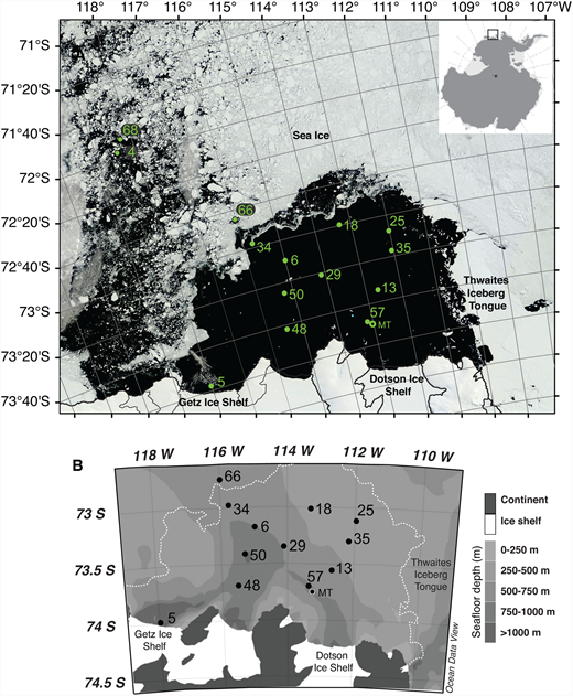 Figure 1. Study area for ASPIRE. / Maps of the study area showing the ice shelf and coastal features with numbered stations located on A) Moderate Resolution Imaging Spectroradiometer (MODIS) Terra (250 m resolution) image from 2 January 2011 showing sea ice and land ice (white) and open water (black) in the Amundsen Sea region; and on B) bathymetric contours (gray) from Nitsche et al. (2007), with the sea ice margin on 2 January 2011 shown as a white dotted line. The position of the moored sediment trap (Ducklow et al., 2015) is denoted by MT.