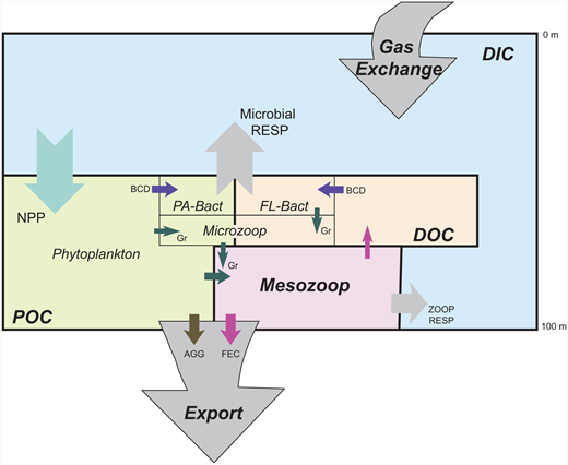 Figure 3. Carbon inventories and fluxes in the upper water column of the ASP. / A cartoon depiction of the one-dimensional carbon budget for the upper water column of the ASP. Major carbon inventories include dissolved inorganic carbon (DIC), particulate organic carbon (POC), dissolved organic carbon (DOC), and mesozooplankton (Mesozoop). Microbial biomass, including phytoplankton, microzooplankton (Microzoop), particle-associated (PA) and free-living (FL) bacteria (Bact) are distributed into the major carbon inventories. Exchanges between the inventories include net primary production (NPP), microbial respiration, zooplankton respiration (Zoop Resp), grazing (Gr), bacterial carbon demand (BCD), aggregation (AGG), and fecal pellet production (FEC). Additions to or losses from the upper water column occur through gas exchange and export.