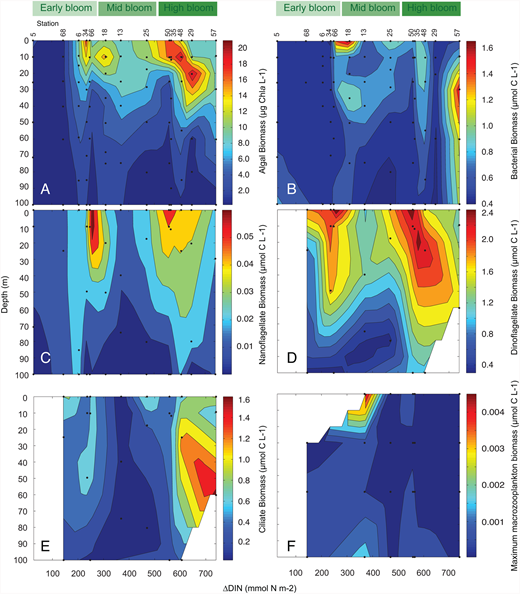 Figure 9. Biomass in the ASP. / Biomass profiles for the 13 stations contoured against increasing nitrate depletion (ΔDIN, mmol N m−2) and bloom stage (green scale as in Figure 4). A) algal biomass as chlorophyll a concentration (µg Chl a L−1); (B) bacterial biomass (µmol C L−1); (C) nanoflagellate biomass (µmol C L−1); (D) dinoflagellate biomass (µmol C L-1); (E) ciliate biomass (µmol C L-1); and (F) maximum zooplankton biomass (day or night, µmol C L−1). Note that scales are different for each microbial contribution.