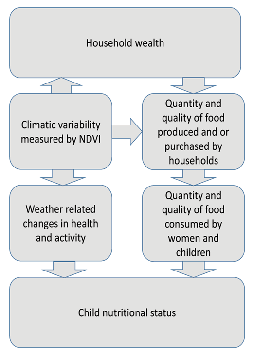Figure 1. Conceptual linkages between climatic variability and child nutritional status. Climatic variability and extreme events such as cyclones and floods reduce crop yields and environmental productivity which lead to a reduction in availability of food as well as a reduction in family resources and thus access to food which can impact child nutritional status. As well as impacting crops, climatic variability can directly impact on health and activity in turn affecting child nutrition (adapted from Shively et al., 2015). DOI: https://doi.org/10.1525/elementa.153.f1
