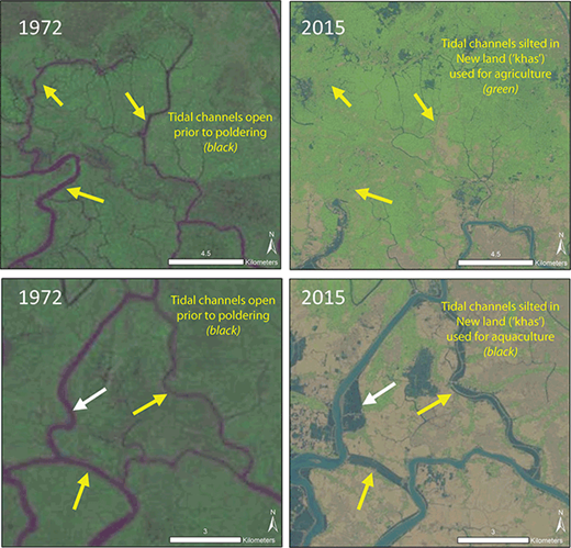 Figure 2. Tidal channel morphologic changes in recent decades. Conduit tidal channels outside of polder embankments (highlighted by yellow arrows) exhibit significant infilling across the region between 1972 and 2015. Many of these channels have simply become “dead-end” channels due to polder construction, while others have tidal restriction due to large sluice gates emplaced between polder islands. Many of these channels are reclaimed for rice agriculture or shrimp aquaculture, as shown in figures at right, and locally called ‘khas land’. A reorganization of tidal water transport can also be seen in the images on the bottom right with channel straightening and widening of remaining unrestricted channels. DOI: https://doi.org/10.1525/elementa.263.f2
