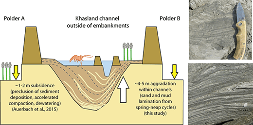 Figure 6. Channel siltation results in land reclamation (formation of ‘khas land’) but increased waterlogging within polders. While poldered regions exist at an elevation deficit due to sediment preclusion and accelerated compaction (Auerbach et al., 2015), aggradation within channels by interlaminated sand and mud (right) occurs due to reductions in tidal prism and current velocities. The combination of these geomorphic responses has led to many channel beds becoming shallower than polder elevations, which exacerbates waterlogging in polders. DOI: https://doi.org/10.1525/elementa.263.f6