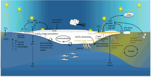 Figure 1. Schematic representation of biogeochemical processes at sea-ice interfaces and within sea ice over the seasons. DIC indicates dissolved inorganic carbon; POC, particulate organic carbon; VOC, volatile organic carbon; DMS, dimethylsulfide; and CCN, cloud condensation nuclei. DOI: https://doi.org/10.1525/elementa.272.f1