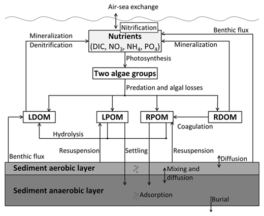 Figure 2. Biogeochemical model diagram. Schematic diagram of variables and processes represented in the model (total alkalinity and dissolved oxygen not shown). LDOM and RDOM stand for labile and refractory dissolved organic matter, respectively, and LPOM and RPOM, for labile and refractory particulate organic matter. DOI: https://doi.org/10.1525/elementa.151.f2