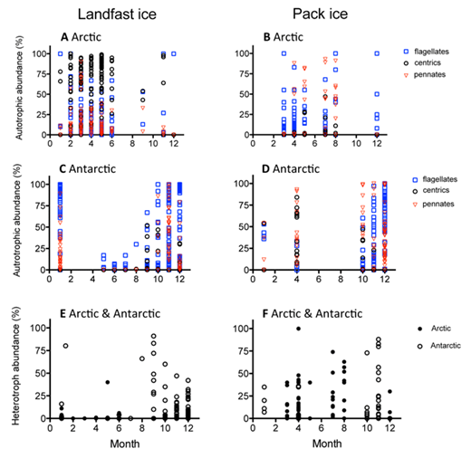 Figure 3. Seasonal distribution of algal groups in sea ice. Monthly distribution of autotrophic algal groups (flagellates, and pennate and centric diatoms) is shown for all layers combined in landfast (A, C, E) and pack ice (B, D, F), separately for the Arctic (A, B) and Antarctic (C, D). Monthly distribution for heterotrophic protists is shown for landfast (E) and pack ice (F), with Arctic and Antarctic data on the same panel. Note that in several communities (e.g., in Antarctic landfast), diatoms were not distinguished in different groups in the winter months (May–July); this mixed group of diatoms was not plotted, but they make up the majority to 100%. DOI: https://doi.org/10.1525/elementa.267.f3